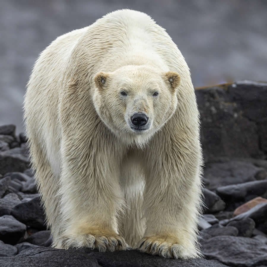 Nature and Wildlife Photography by Piet van den Bemd