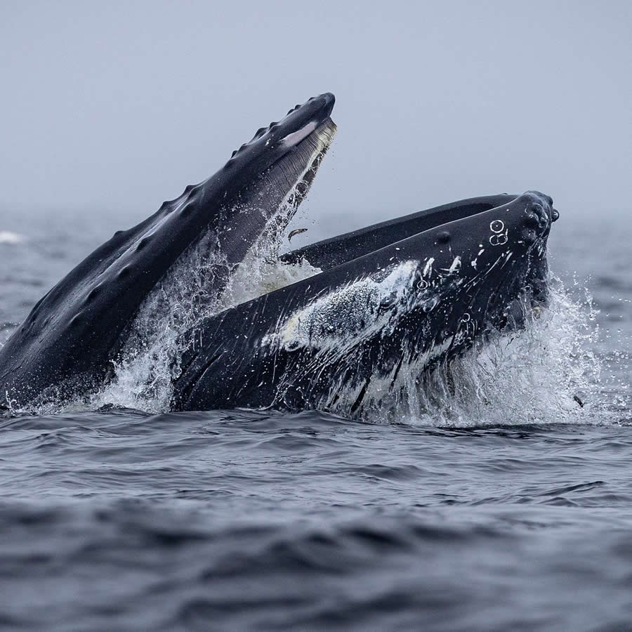 Nature and Wildlife Photography by Piet van den Bemd