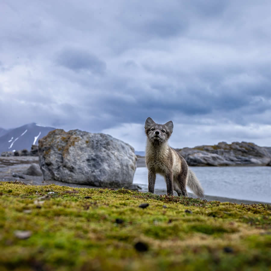 Nature and Wildlife Photography by Piet van den Bemd
