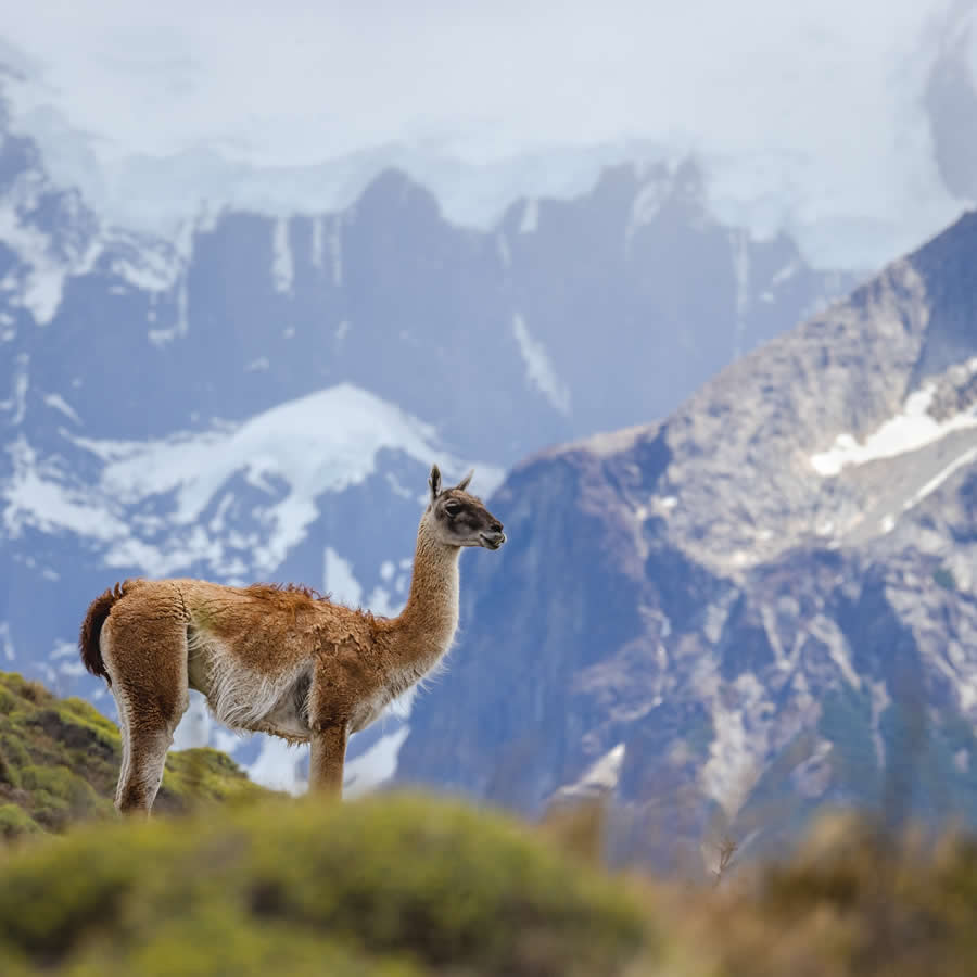 Nature and Wildlife Photography by Piet van den Bemd