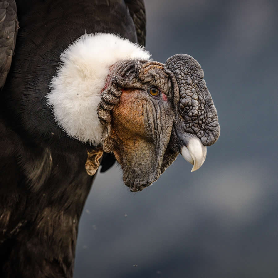 Nature and Wildlife Photography by Piet van den Bemd