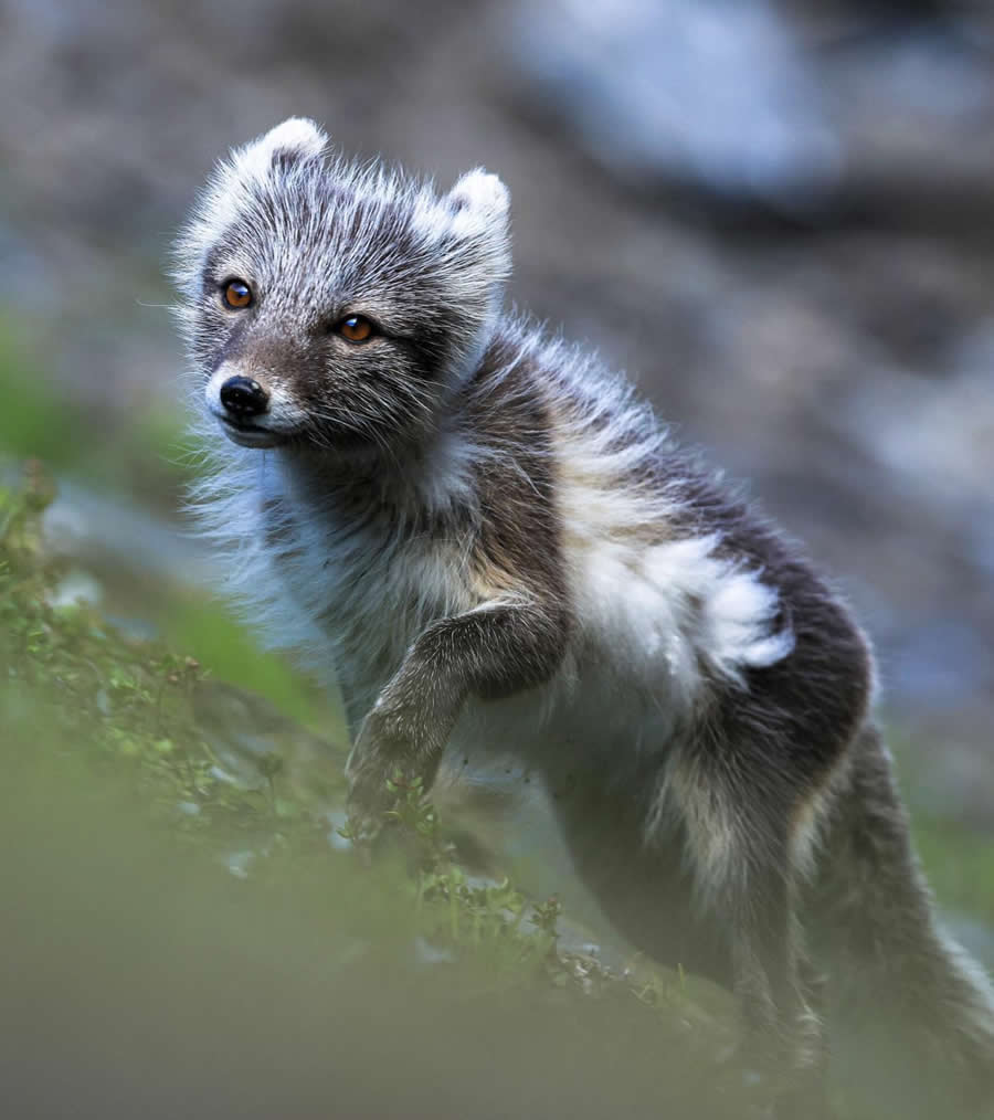 Nature and Wildlife Photography by Piet van den Bemd