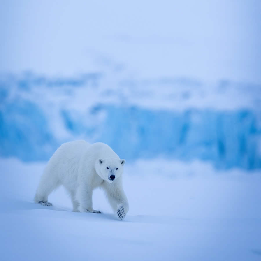 Nature and Wildlife Photography by Piet van den Bemd