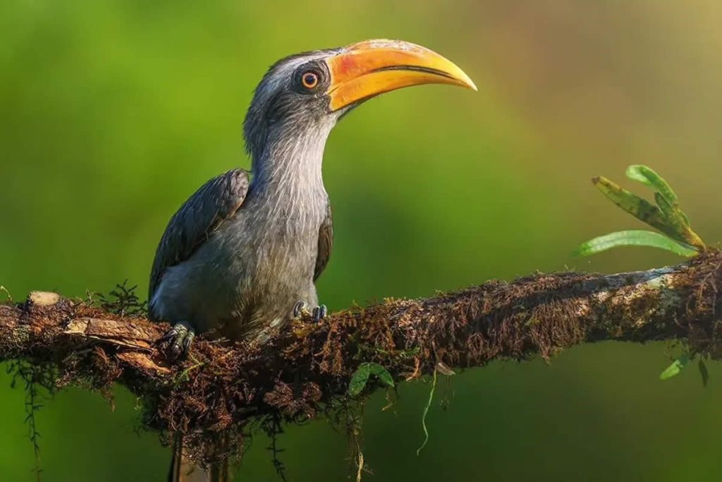 Beautiful Bird Photography For Inspiration