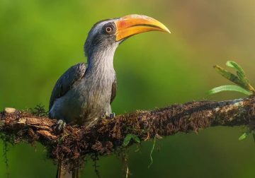 Beautiful Bird Photography For Inspiration