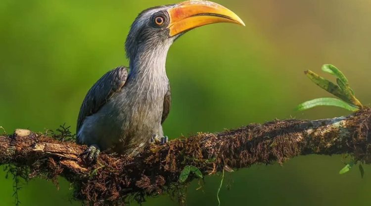 Beautiful Bird Photography For Inspiration