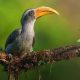 Beautiful Bird Photography For Inspiration