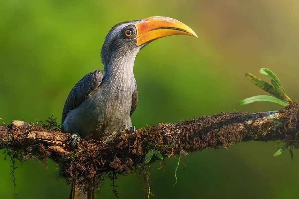 Beautiful Bird Photography For Inspiration