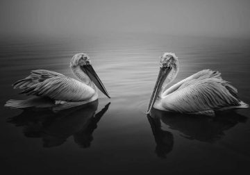 Black and White Photos from the 35 Photography Awards