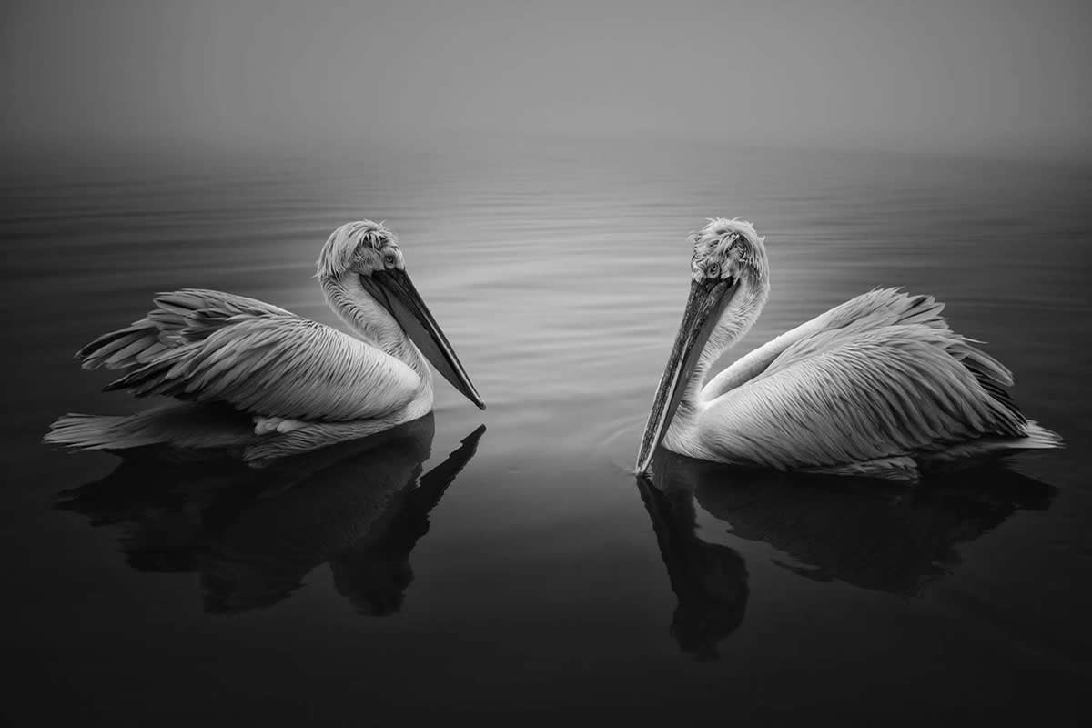 Black and White Photos from the 35 Photography Awards
