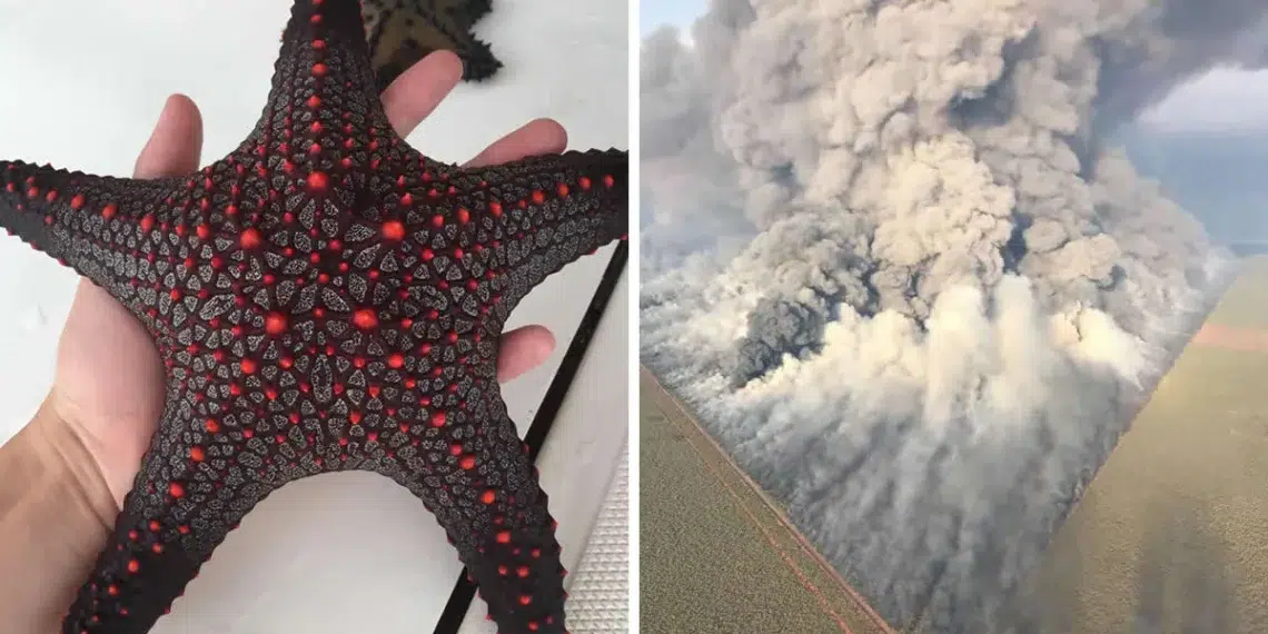 A red-spotted starfish held in a hand alongside an aerial view of a volcanic eruption