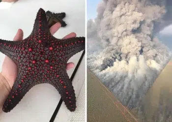A red-spotted starfish held in a hand alongside an aerial view of a volcanic eruption