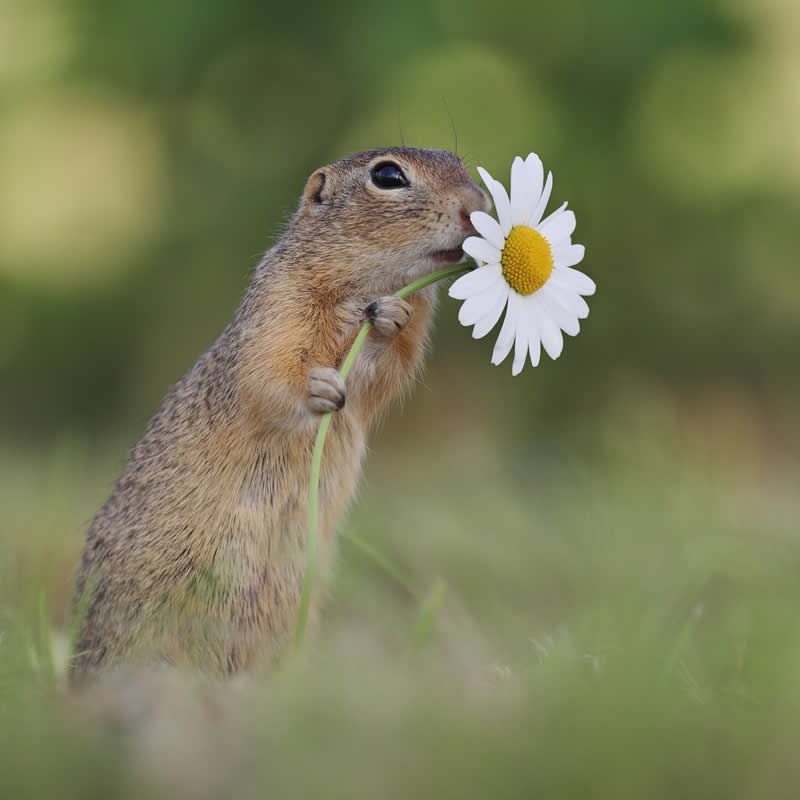Adorable Squirrels Playing Among Flowers by Julian Rad