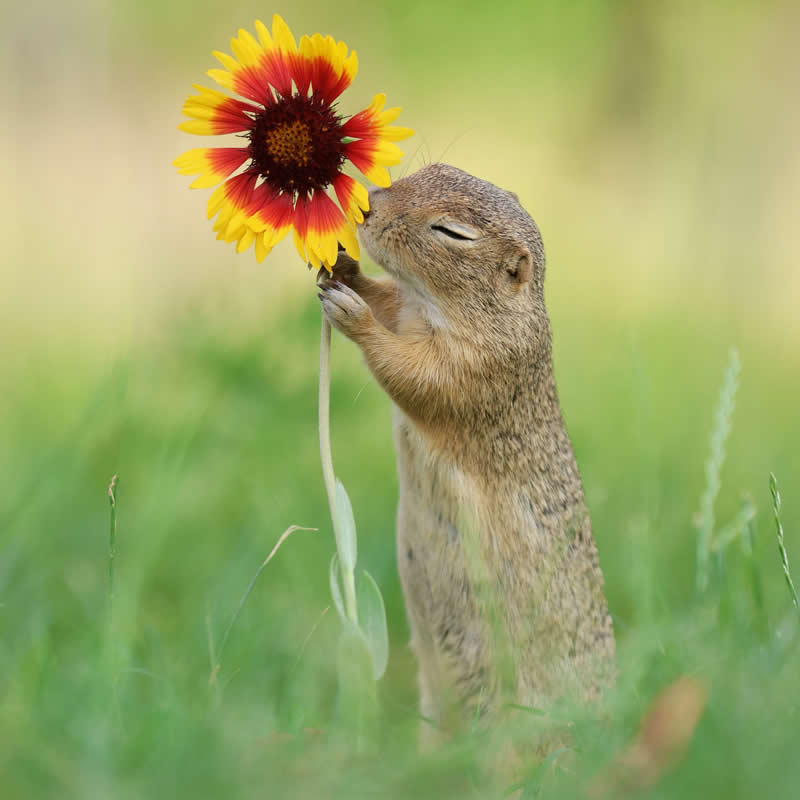 Adorable Squirrels Playing Among Flowers by Julian Rad