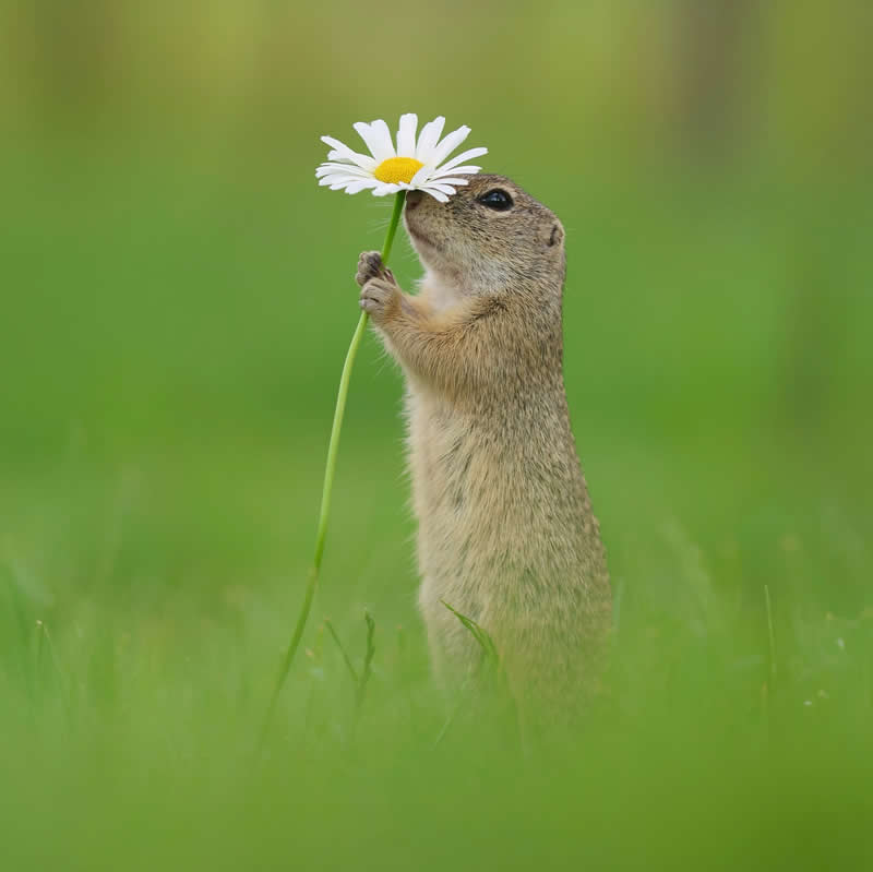 Adorable Squirrels Playing Among Flowers by Julian Rad