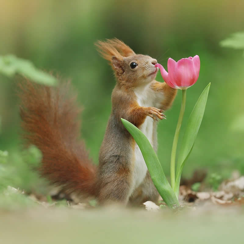 Adorable Squirrels Playing Among Flowers by Julian Rad