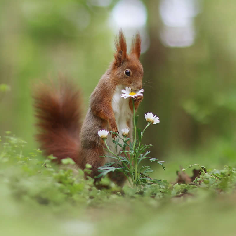 Adorable Squirrels Playing Among Flowers by Julian Rad