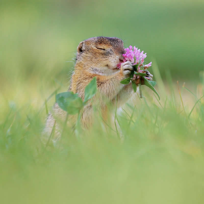 Adorable Squirrels Playing Among Flowers by Julian Rad