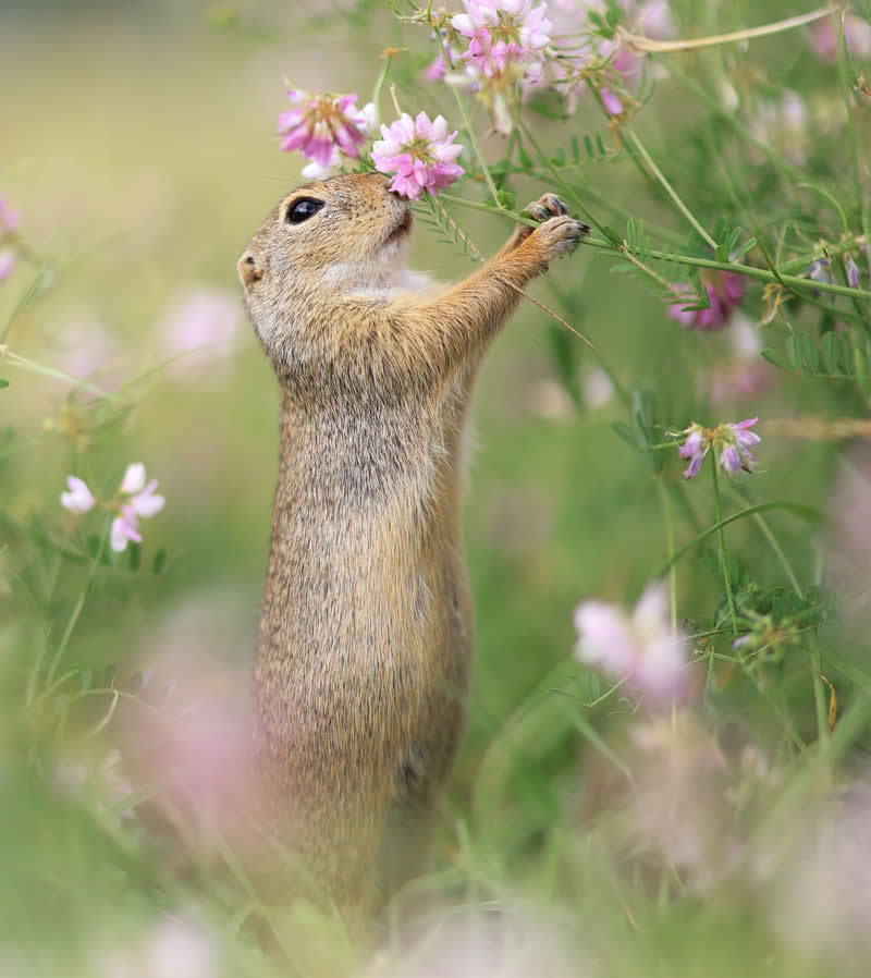 Adorable Squirrels Playing Among Flowers by Julian Rad