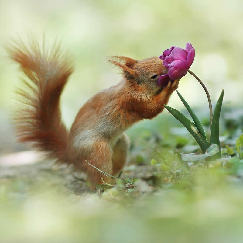 Adorable Squirrels Playing Among Flowers by Julian Rad