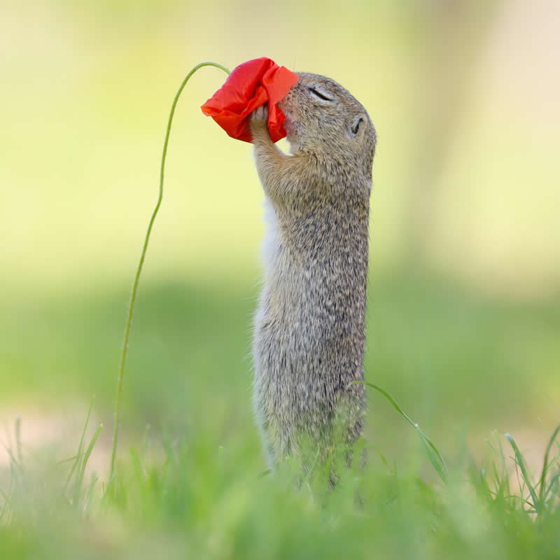 Adorable Squirrels Playing Among Flowers by Julian Rad