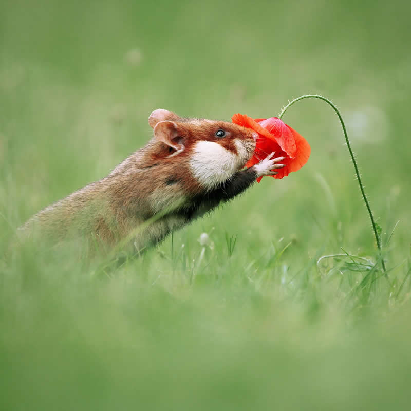 Adorable Squirrels Playing Among Flowers by Julian Rad