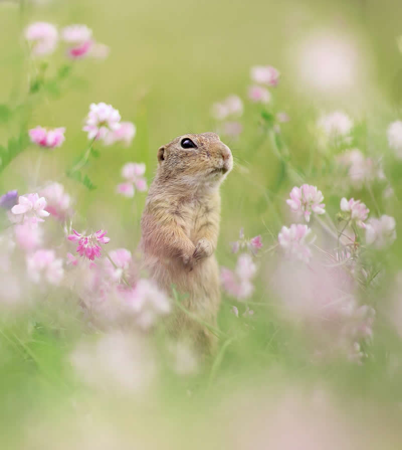 Adorable Squirrels Playing Among Flowers by Julian Rad