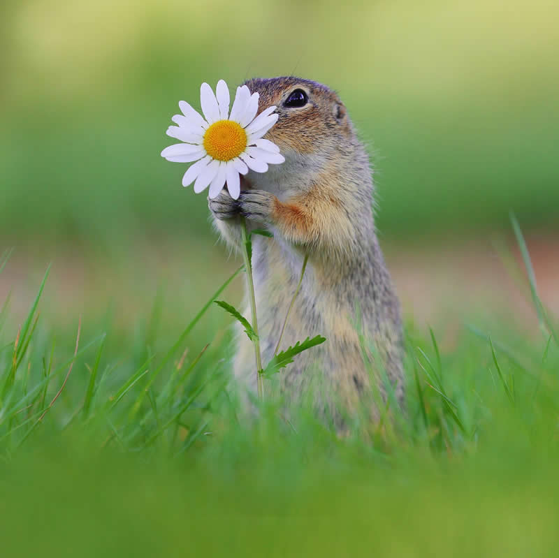 Adorable Squirrels Playing Among Flowers by Julian Rad