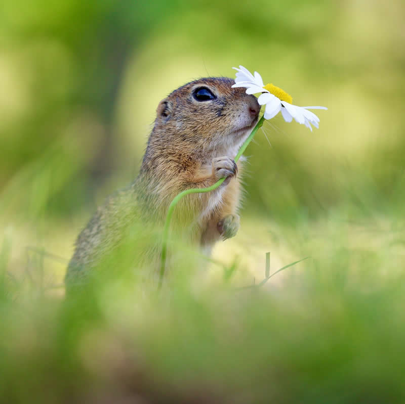 Adorable Squirrels Playing Among Flowers by Julian Rad