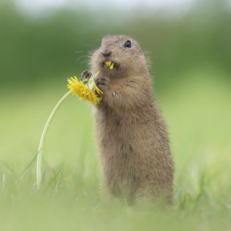 Adorable Squirrels Playing Among Flowers by Julian Rad