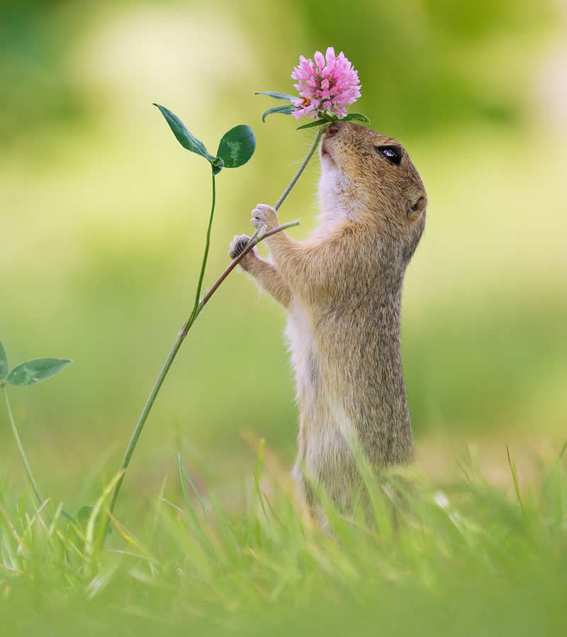 Adorable Squirrels Playing Among Flowers by Julian Rad