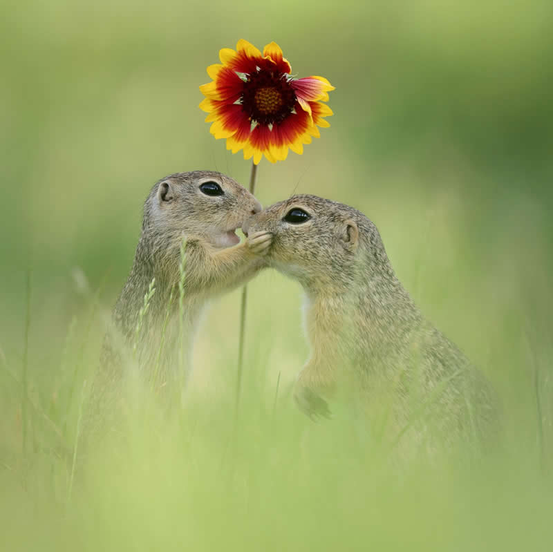 Adorable Squirrels Playing Among Flowers by Julian Rad