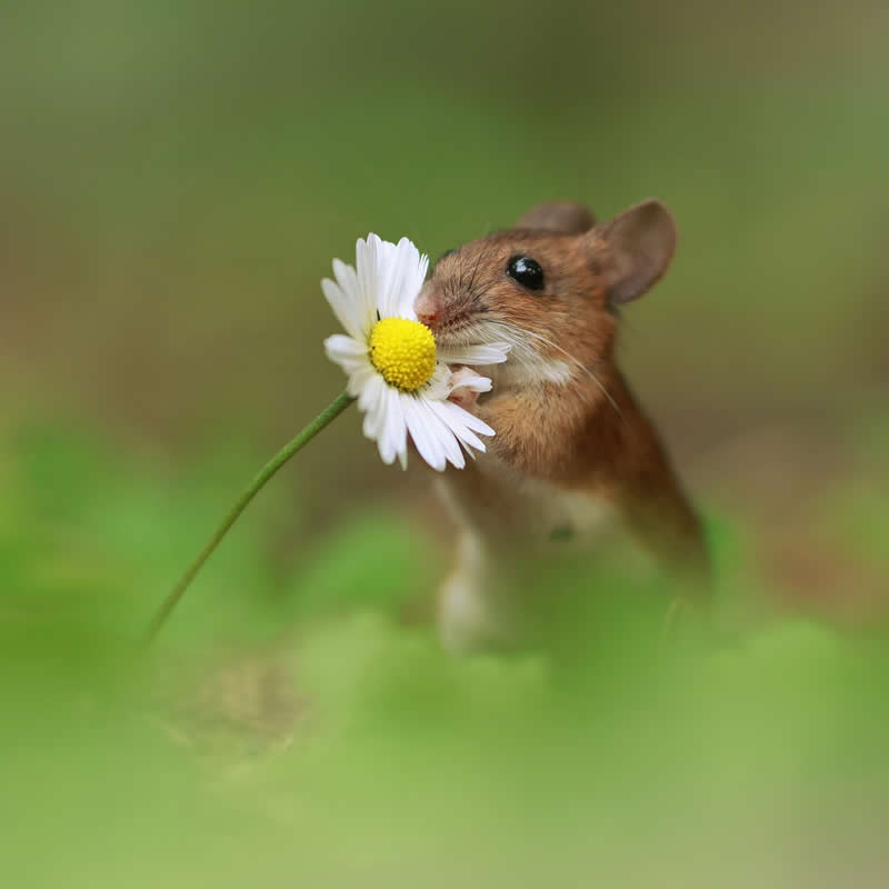 Adorable Squirrels Playing Among Flowers by Julian Rad
