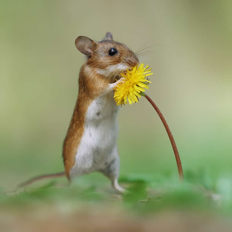 Adorable Squirrels Playing Among Flowers by Julian Rad