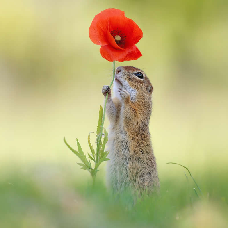 Adorable Squirrels Playing Among Flowers by Julian Rad