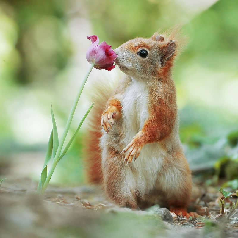 Adorable Squirrels Playing Among Flowers by Julian Rad