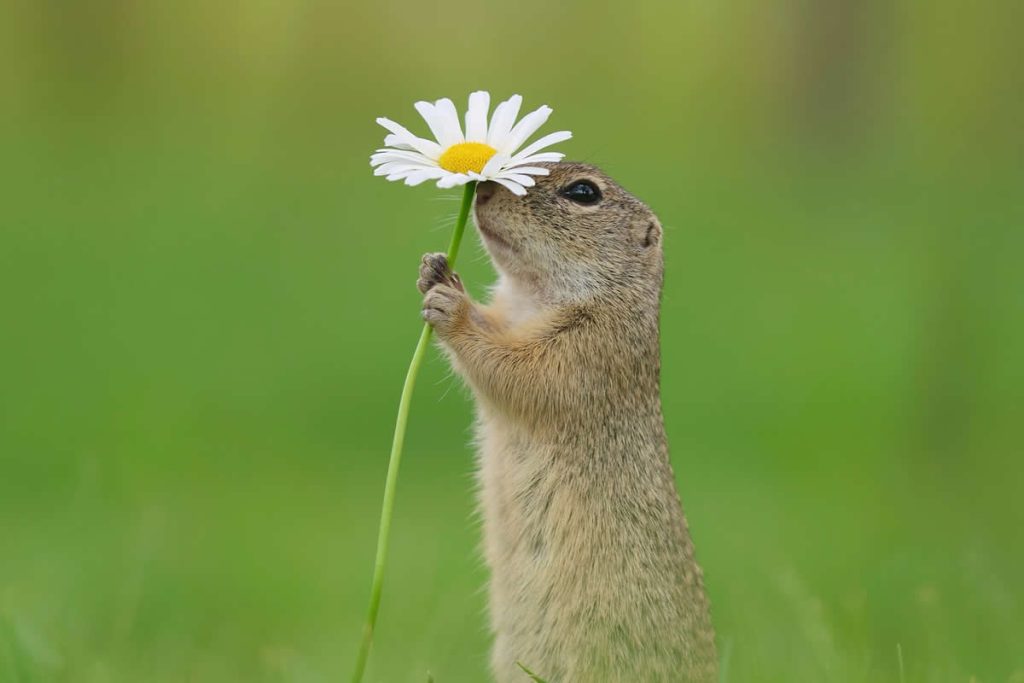 Adorable Squirrels Playing Among Flowers by Julian Rad