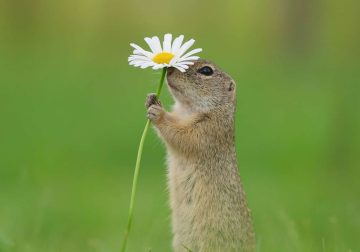 Adorable Squirrels Playing Among Flowers by Julian Rad