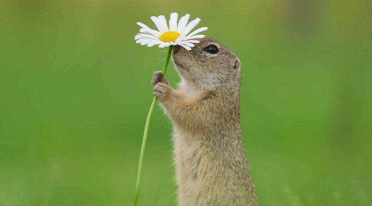 Adorable Squirrels Playing Among Flowers by Julian Rad