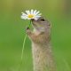 Adorable Squirrels Playing Among Flowers by Julian Rad