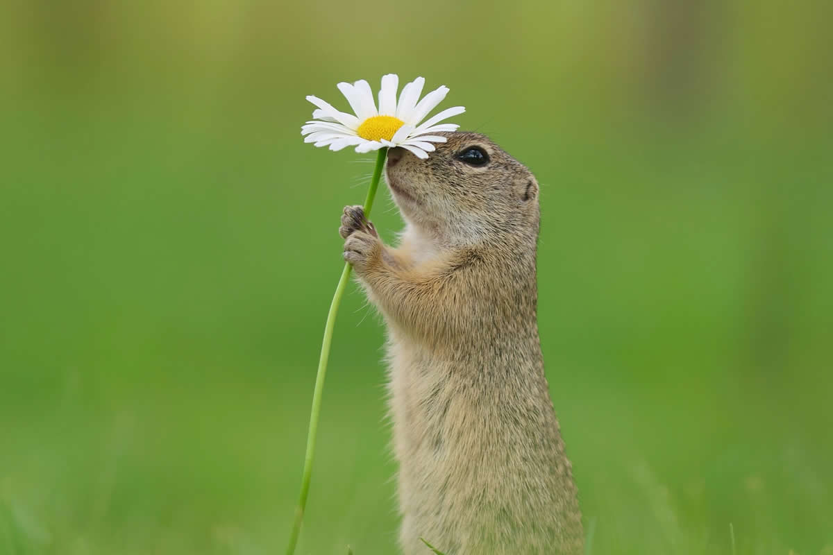 20 Enchanting Photos of Adorable Squirrels Playing Among Flowers by Julian Rad
