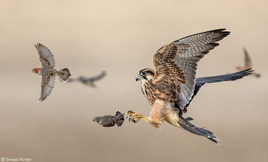 2025 Africa Geographic Photographer of the Year Winners