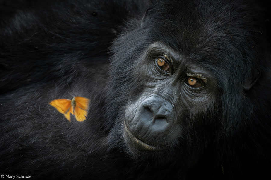 2025 Africa Geographic Photographer of the Year Winners