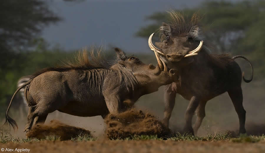 2025 Africa Geographic Photographer of the Year Winners