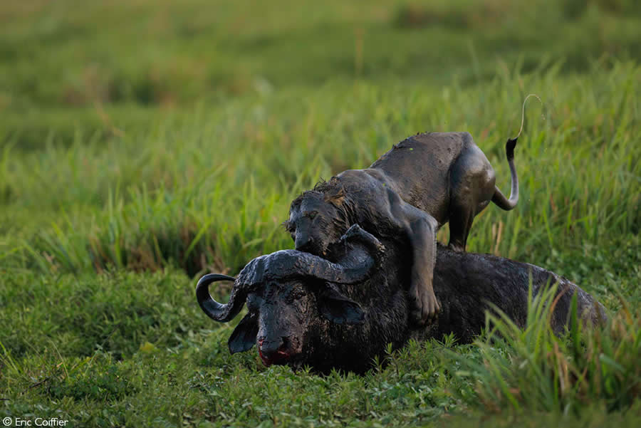 2025 Africa Geographic Photographer of the Year Winners