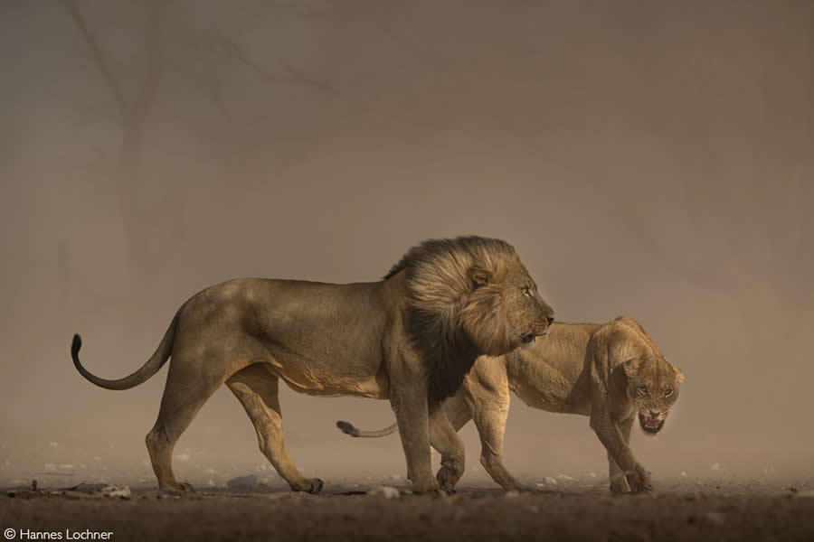 2025 Africa Geographic Photographer of the Year Winners