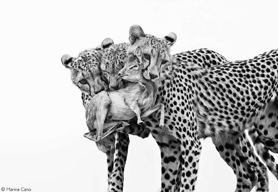2025 Africa Geographic Photographer of the Year Winners