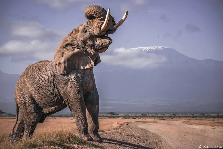 2025 Africa Geographic Photographer of the Year Winners