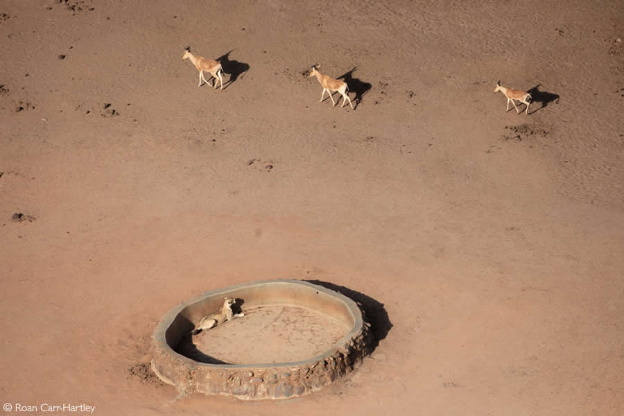 2025 Africa Geographic Photographer of the Year Winners