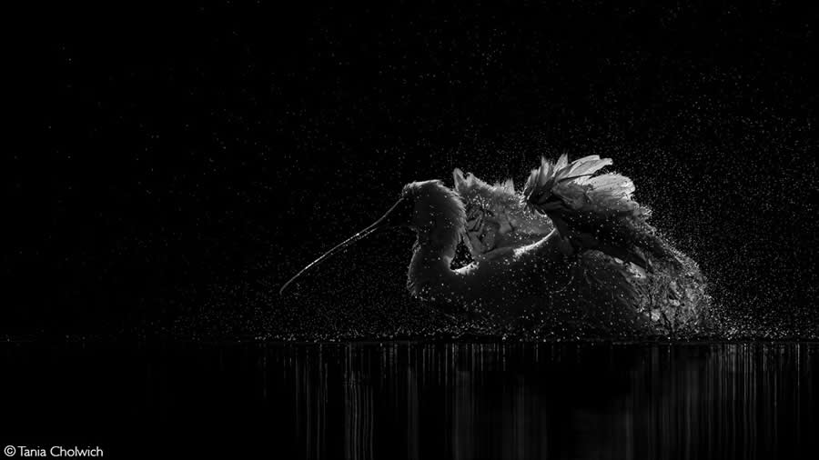 2025 Africa Geographic Photographer of the Year Winners